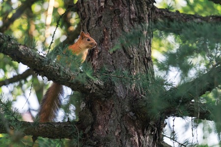 Red Squirrel Walking The Pine Tree Branch. Wild Animal In Natural Habitat In The Woods Photoの写真素材