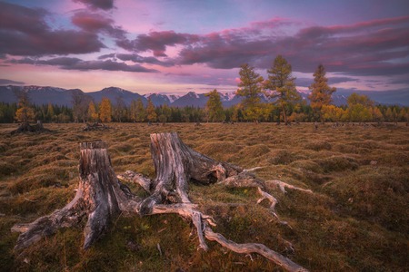 Old stumps against the beautiful evening skyの写真素材
