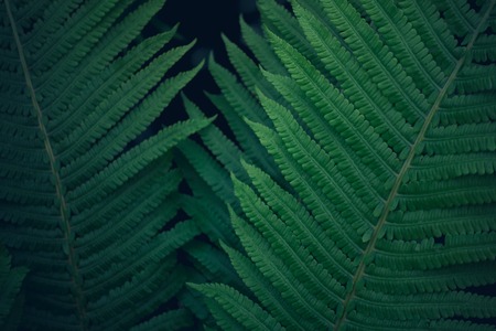 Fresh young bright dark green fern, natural background texture