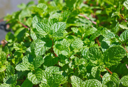 Peppermint Bush 
