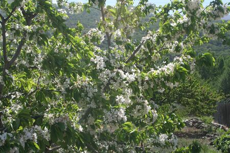  Cherry blossoms, Jerte Valley のeditorial素材