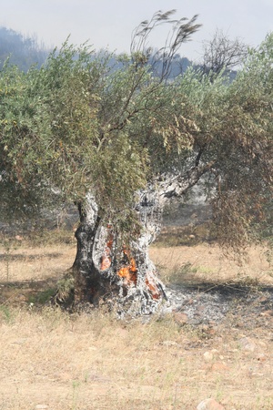  fire in the field, 2011のeditorial素材