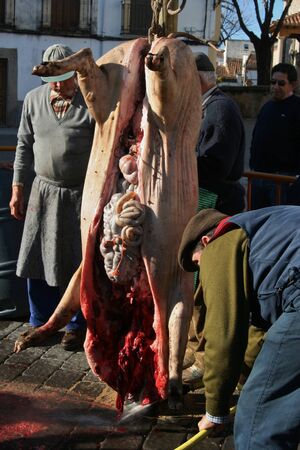 Traditional Iberian pig killing in Spain