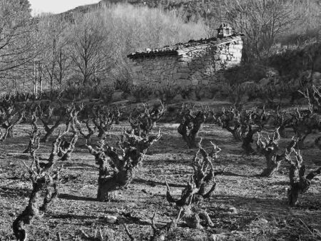 Land Vineyards, のeditorial素材
