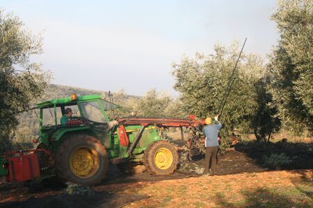 harvesting olivesのeditorial素材