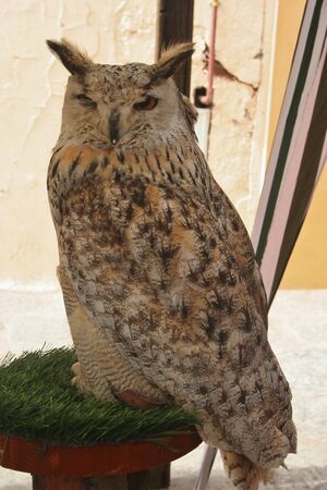 Owl, Bubo buboのeditorial素材