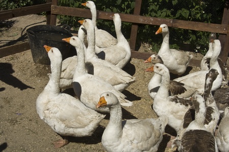 barnyard geese, Medieval festivals Oropesa, Toledo,  22/04/20112のeditorial素材