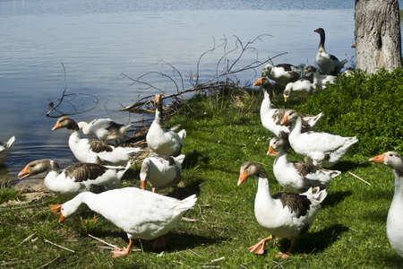Geese in the Bog Cazalegas, Toledoのeditorial素材