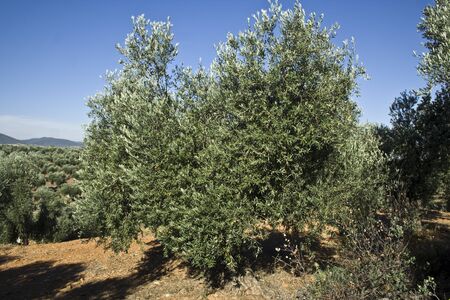 Olivo, field Olivas, The Navalucillos, Toledoのeditorial素材