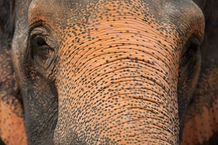 Elephant sightの写真素材