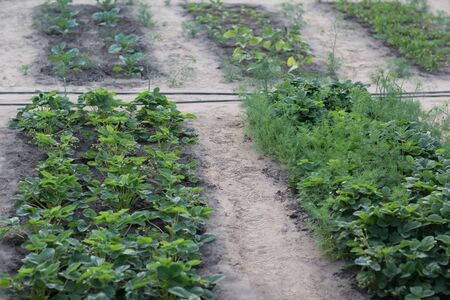 Beds with young strawberry bushes in vegetable garden.の写真素材