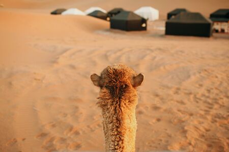 Camel riding. First person view. Sahara desert.の写真素材