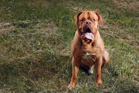 Portrait Dogue de Bordeaux. Dog mastiff pet.の写真素材