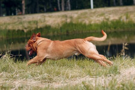 Portrait running Dogue de Bordeaux. Dog mastiff pet.の写真素材