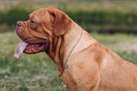 Portrait Dogue de Bordeaux. Dog mastiff pet.の写真素材