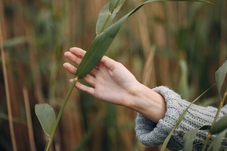Hand of young woman with tall grass outdoor in the park at summer.の写真素材