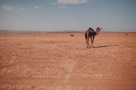Lone Camel in the Desert Sahara. Sand and sun.の写真素材