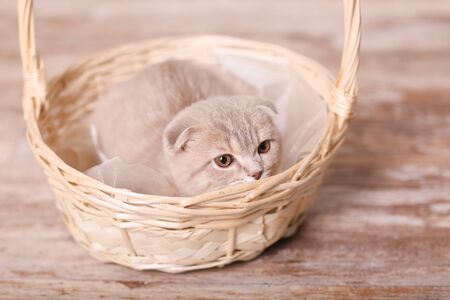 Scottish fold cat on beige background. Cute little kitty.の写真素材