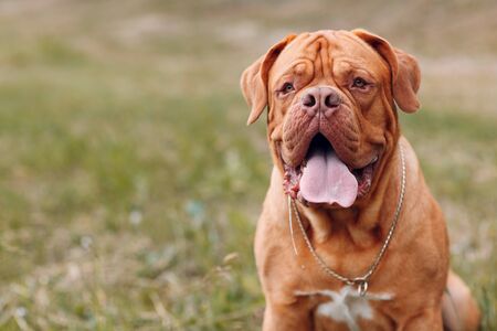 Portrait Dogue de Bordeaux. Purebred French Mastiff dog.の写真素材