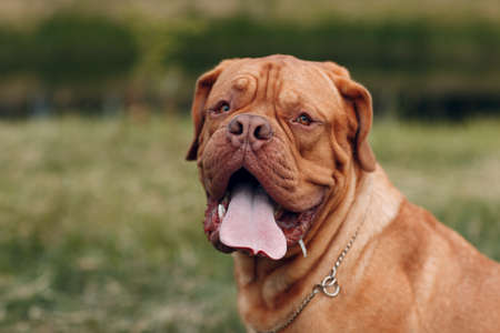 Portrait Dogue de Bordeaux. French Mastiff petの写真素材