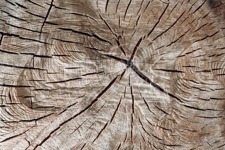 Wooden texture pattern with cracks and saw trace.の写真素材