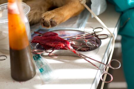 Surgical operation in a veterinary clinic. Hernia removal and sterilization of dog.の写真素材