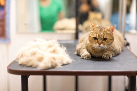 Cat and Pet grooming in beauty salon.の写真素材