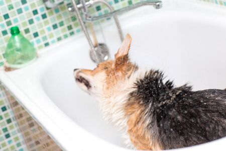 Corgi dog washes in the bathroom. Pet groomingの写真素材