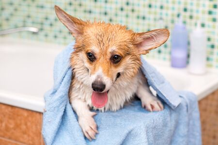 Corgi dog washes in the bathroom. Pet groomingの写真素材