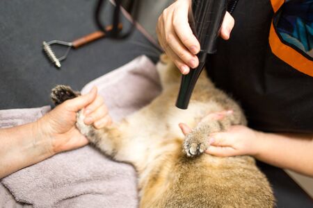 Cat and Pet grooming in beauty salon.の写真素材