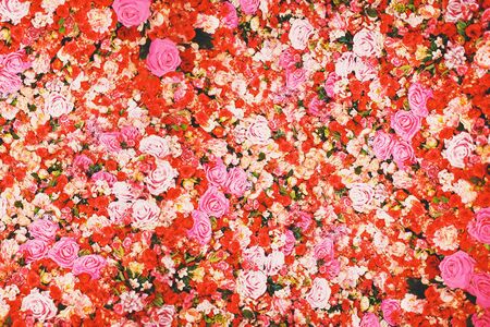 Wall of red and pink roses. Many flowers.の写真素材