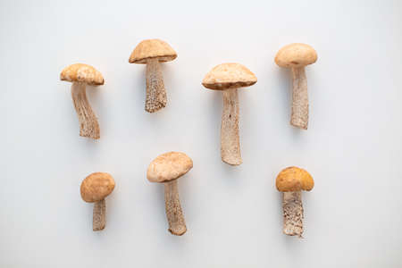 Fresh raw boletus mushrooms on white background.の写真素材