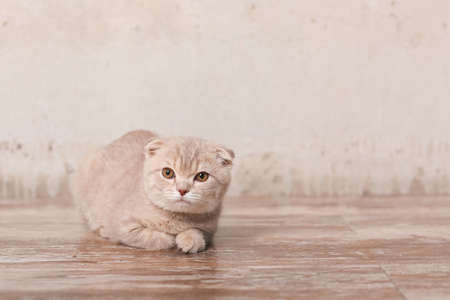 Scottish fold cat on beige background. Cute little kitty.の写真素材