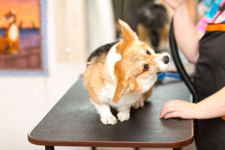 Dog Corgi Drying Pet Grooming and hairstyle Concept.の写真素材