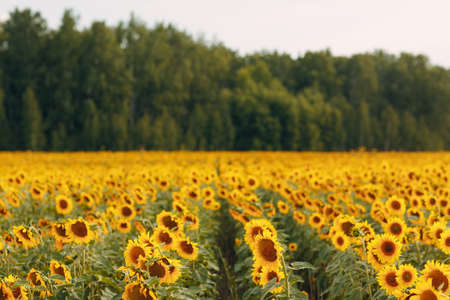 Field of blooming sunflowers. Sunflower oil source.の写真素材