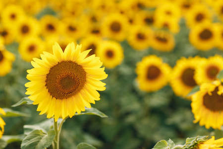 Field of blooming sunflowers. Sunflower oil source.の写真素材