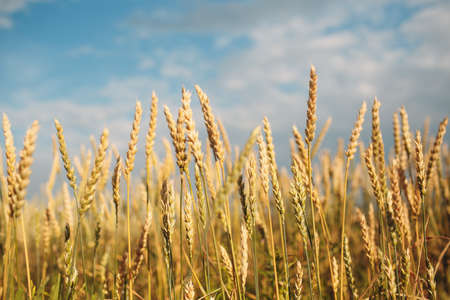Close up of ripe wheat ears. Selective focus.の写真素材