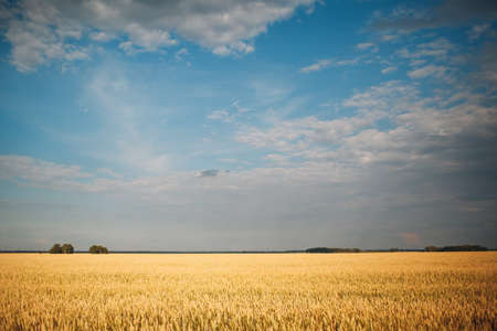 Wheat ripe field and blue cloudy skyの写真素材