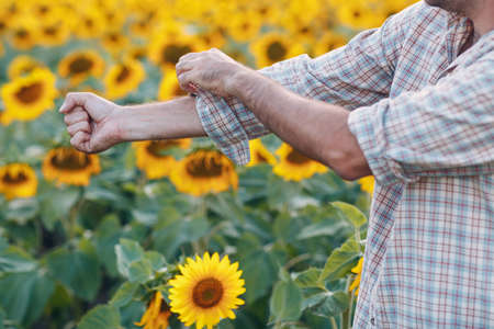 Man farmer rolls up his sleeves and gets ready to work in a sunflower field.の写真素材