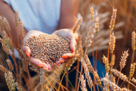 Woman hands full of ripe wheat seeds in cereal field ready for the harvestの写真素材