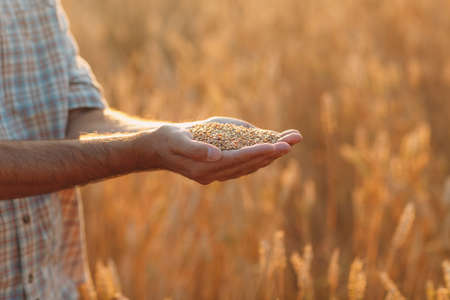 Farmer hands hold ripe wheat seeds after the harvestの写真素材