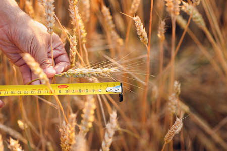 Farmer examine and measure with ruler wheat ears at agricultural field. Rich harvest conceptの写真素材