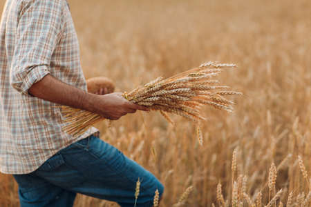 Man farmer walk and hold sheaf of wheat ears and bread in cereal field background at sunset. Farming and agricultural harvesting,の写真素材