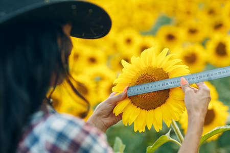 Young woman farmer with ruler checking size of flower at sunflower field. Harvesting and farming...