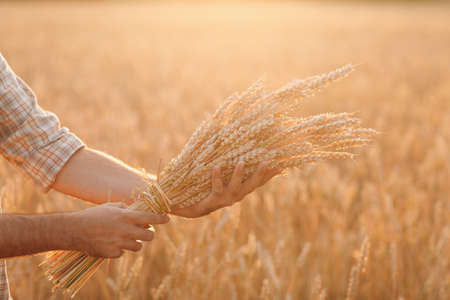 Man farmer holds sheaf of wheat ears in cereal field at sunset. Farming and agricultural harvesting,の写真素材
