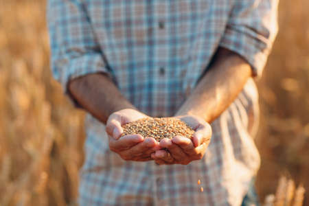Farmer hands hold ripe wheat seeds after the harvestの写真素材