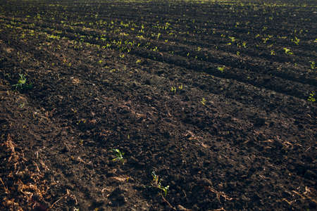 Soil of an agricultural field. Black earthの写真素材