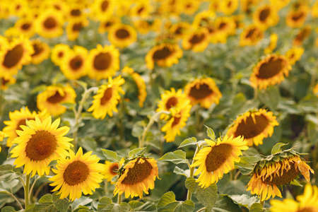 Field of blooming sunflowers. Sunflower oil source.