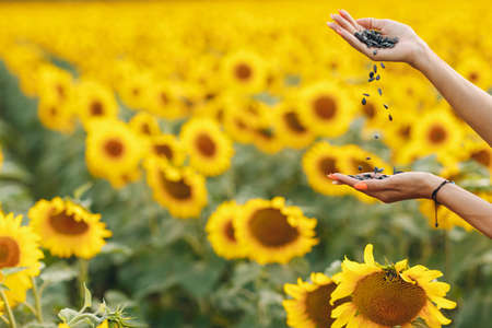Sunflower seeds in hand close up against the background of blooming sunflower field.の写真素材
