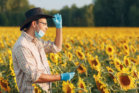 Man farmer agronomist in gloves and face mask at sunflower field with tablet checking harvestの写真素材